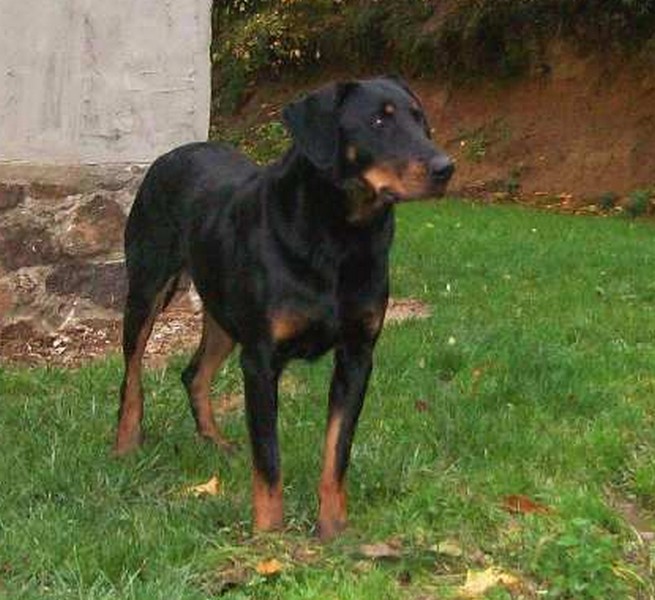 Fuertès (brevet ring) de vag-ner's mémory