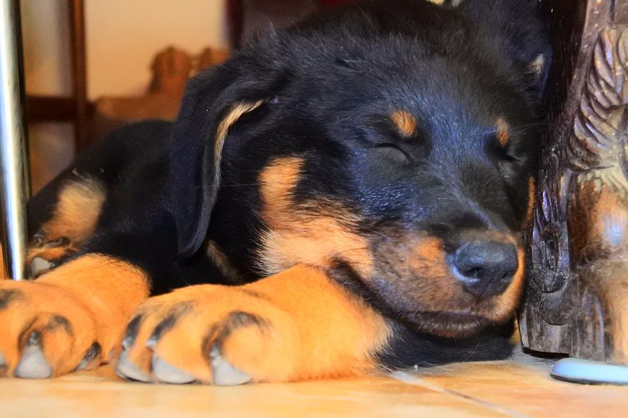 Publication : de vag-ner's mémory Auteur : F.peyrouse