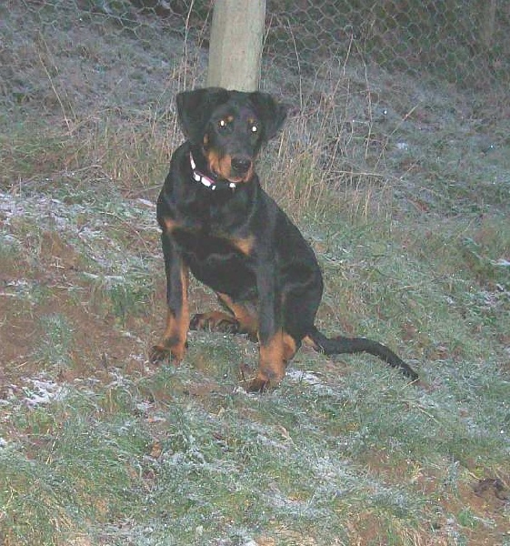 Fuertès (brevet ring) de vag-ner's mémory