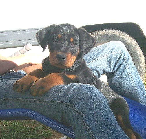 Fuertès (brevet ring) de vag-ner's mémory