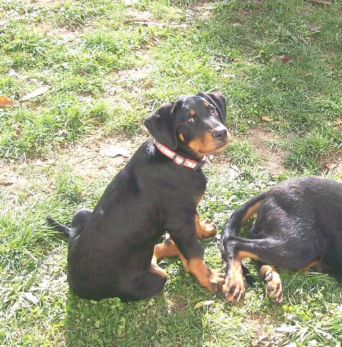 Fuertès (brevet ring) de vag-ner's mémory