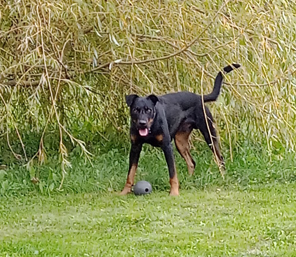 Urso de vag-ner's mémory