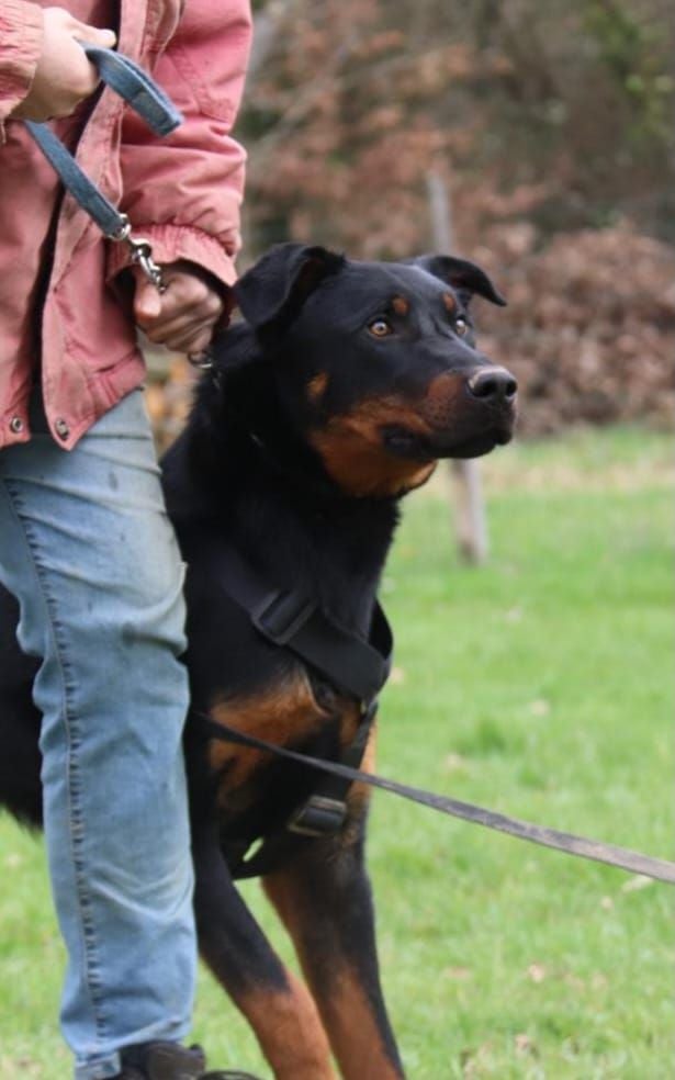 Urso de vag-ner's mémory