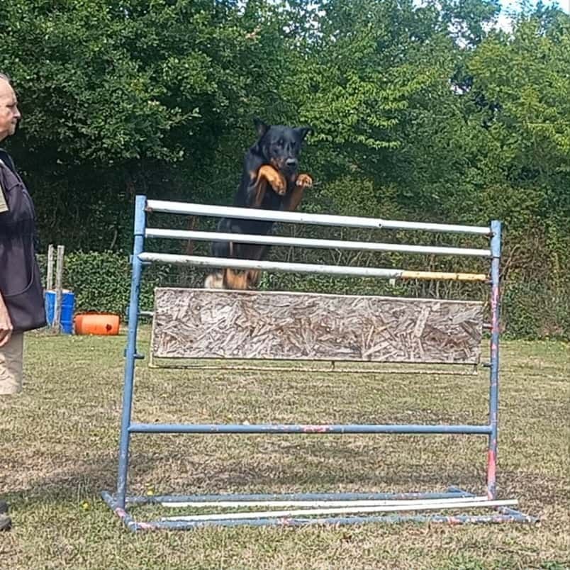 Urso de vag-ner's mémory