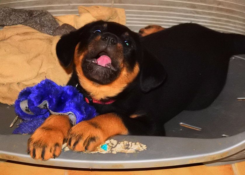 Publication : de vag-ner's mémory Auteur : F.peyrouse