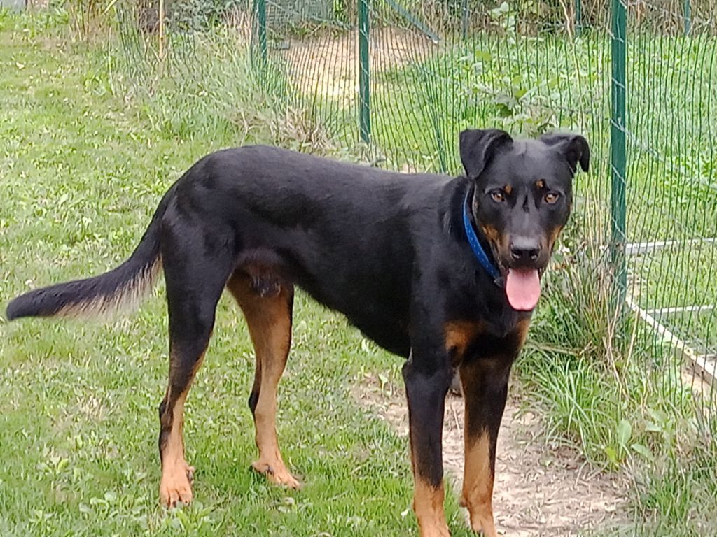 Urso de vag-ner's mémory