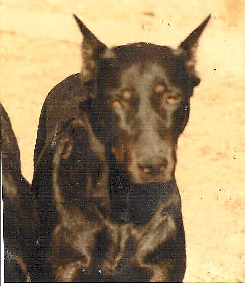 Publication : de vag-ner's mémory