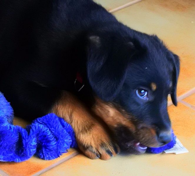 Publication : de vag-ner's mémory Auteur : F.peyrouse