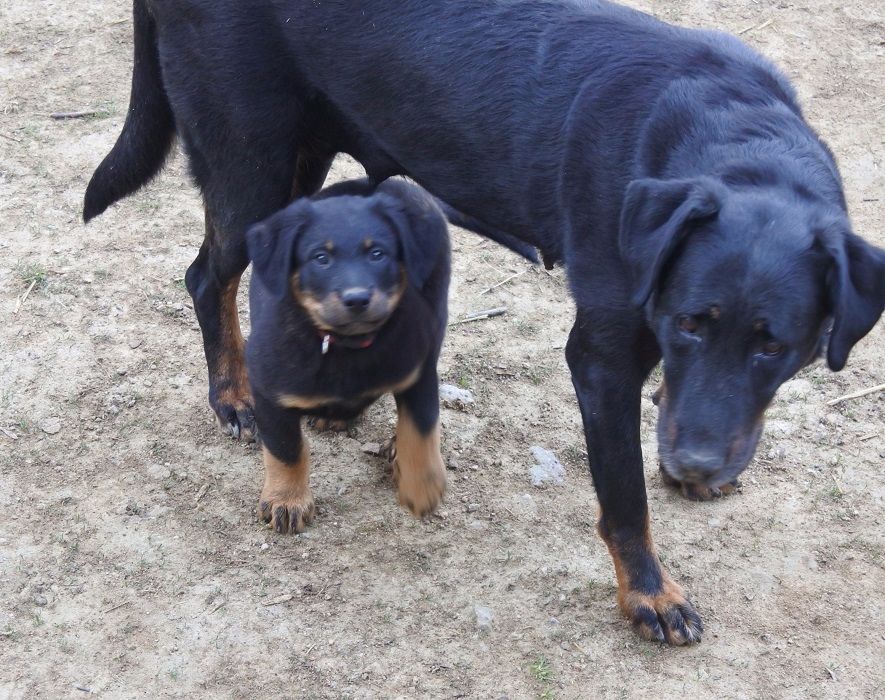 Publication : de vag-ner's mémory Auteur : F.peyrouse