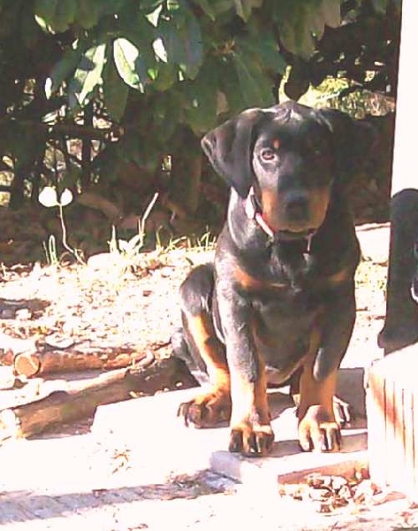 Fuertès (brevet ring) de vag-ner's mémory