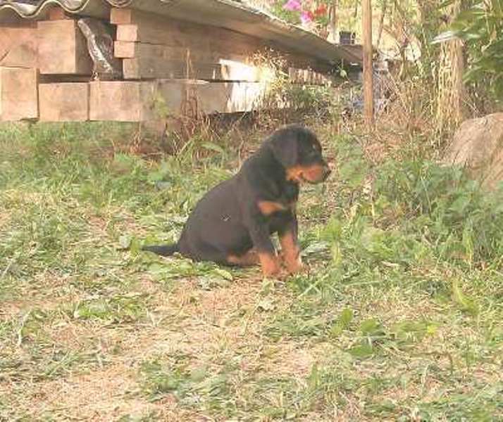 Fuertès (brevet ring) de vag-ner's mémory