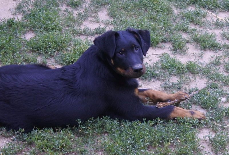 Publication : de vag-ner's mémory Auteur : F.peyrouse