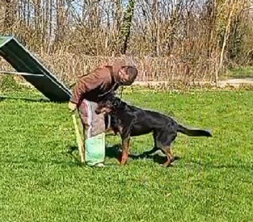 Urso de vag-ner's mémory