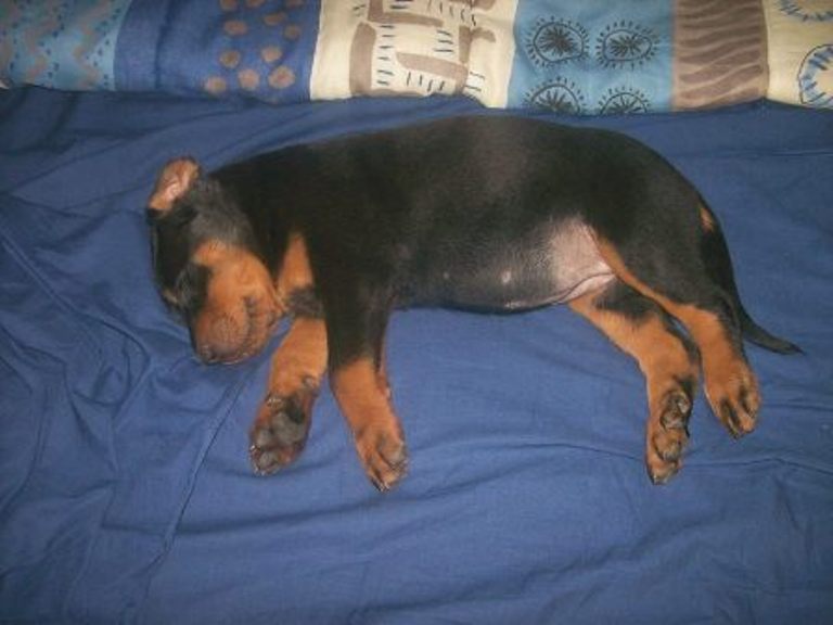 Fuertès (brevet ring) de vag-ner's mémory