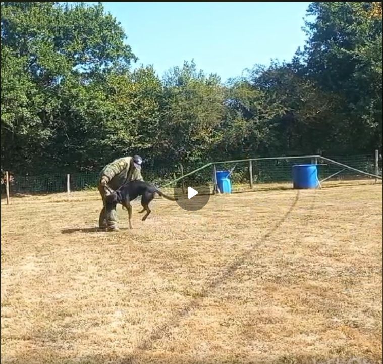 Urso de vag-ner's mémory