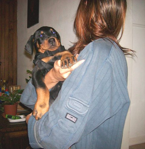 Fuertès (brevet ring) de vag-ner's mémory