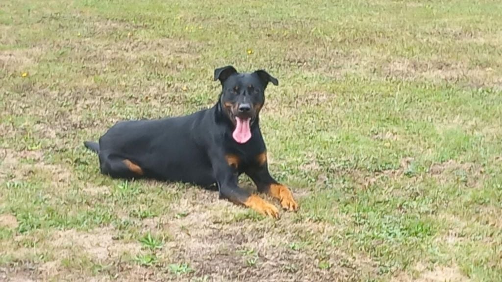 Urso de vag-ner's mémory