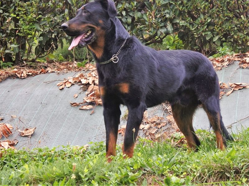 Publication : Du Royaume De Galadriel Auteur : F.Peyrouse