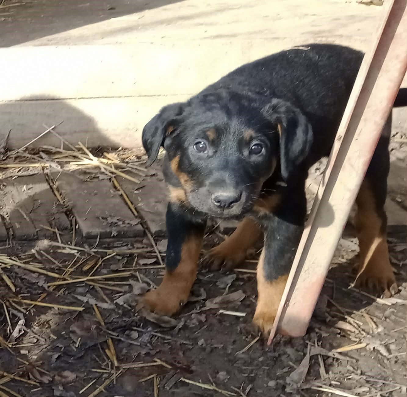 ABORIS Collier blanc