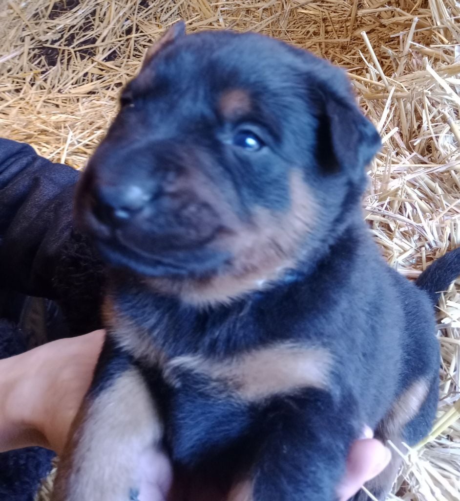 ABORIS Collier blanc