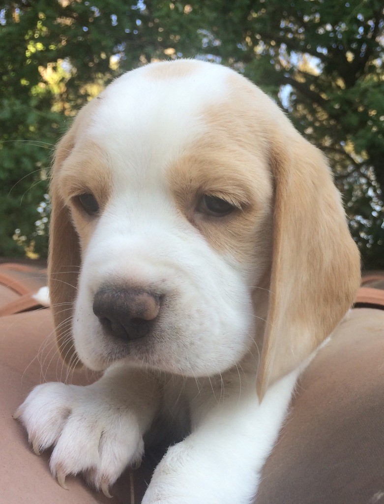 Publication : du Rallie Sainte Baume Auteur : s daddi