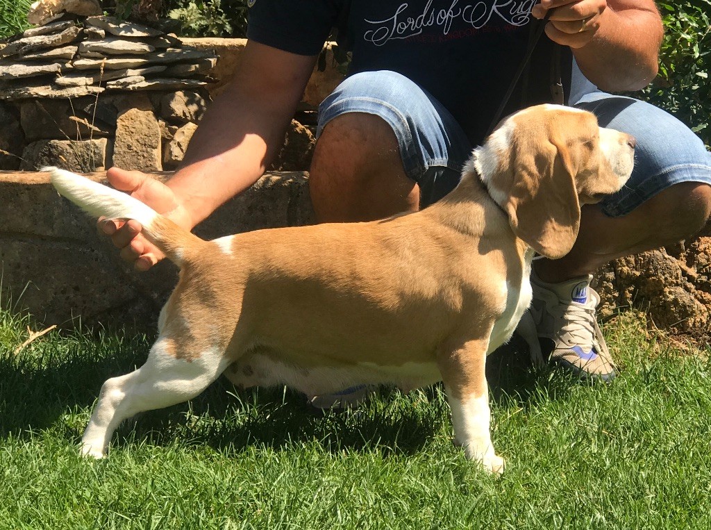 Publication : du Rallie Sainte Baume Auteur : s daddi