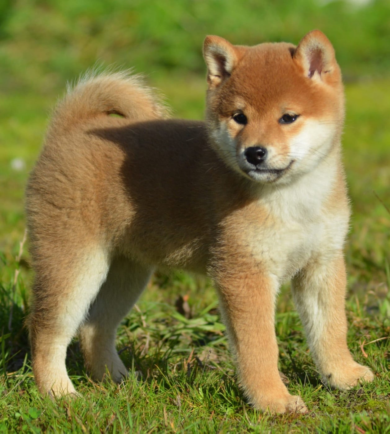 ANZU of three love angel