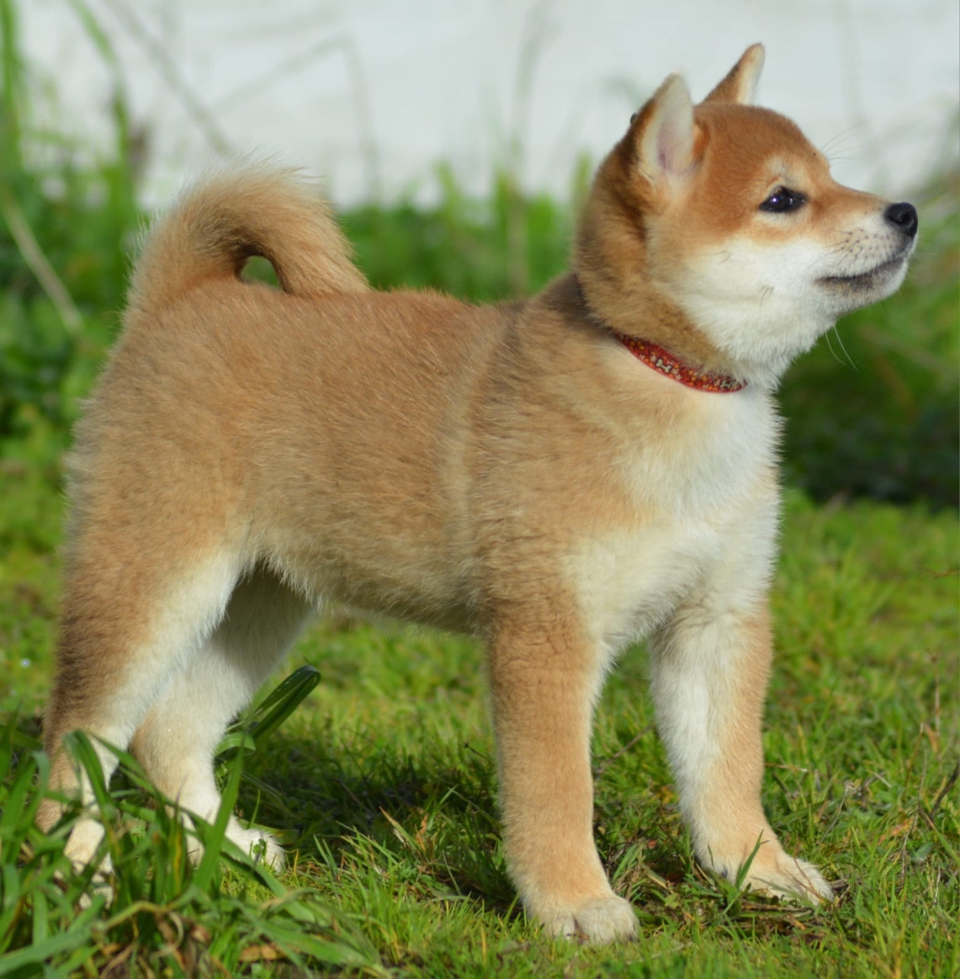 ANZU of three love angel