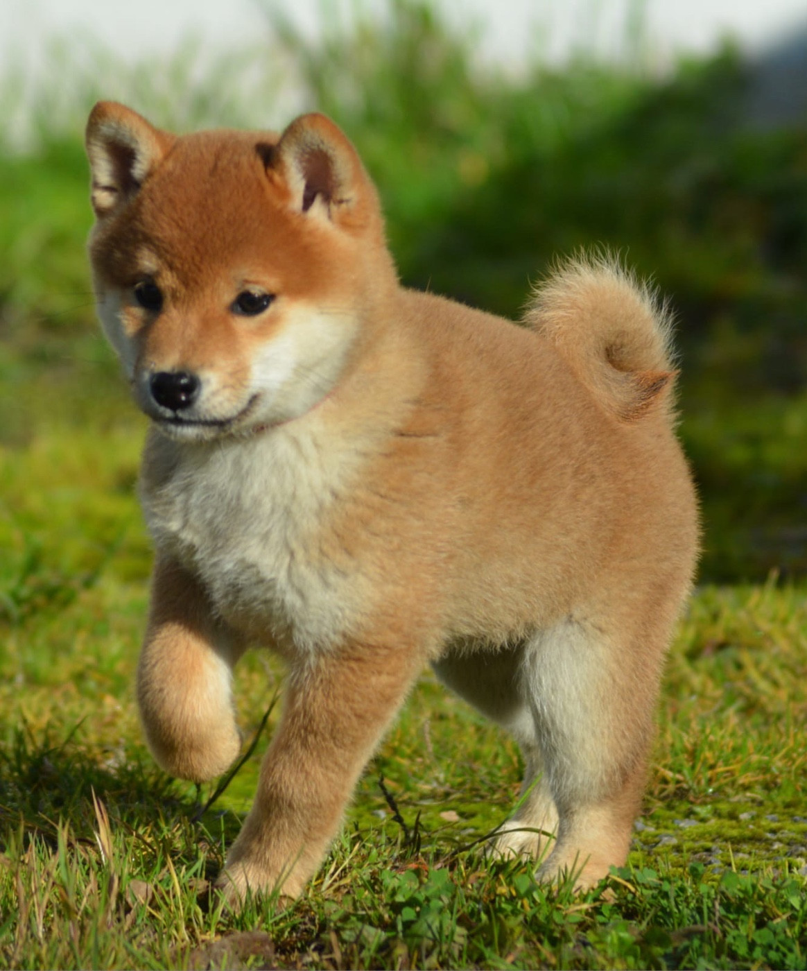 ANZU of three love angel