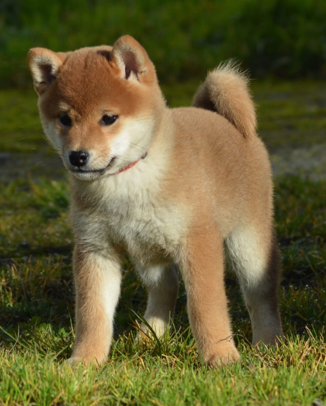 ANZU of three love angel