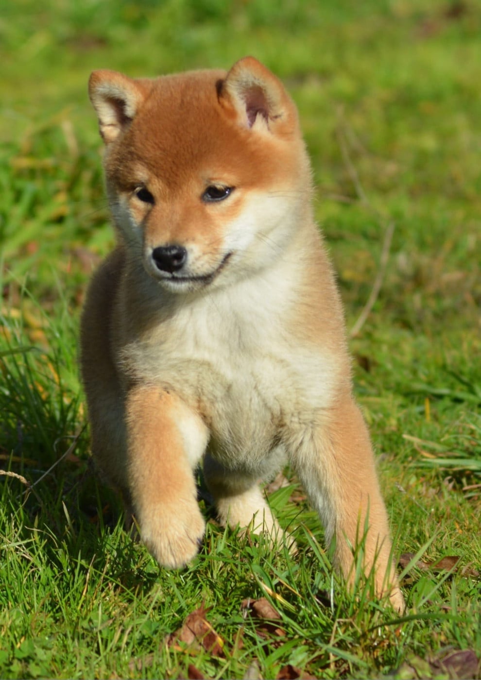 ANZU of three love angel