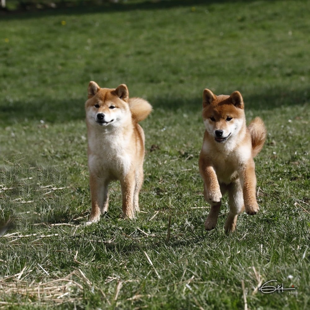 AKEMI of three love angel