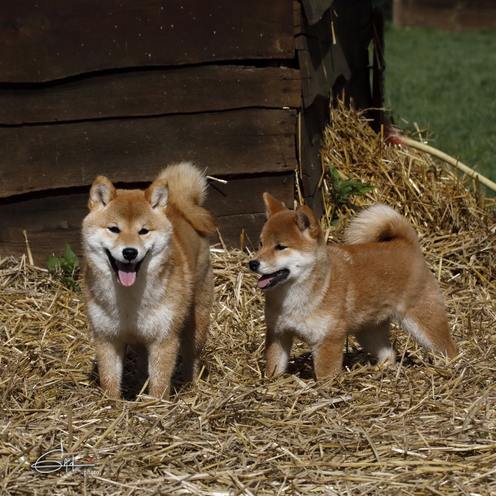 AKEMI of three love angel