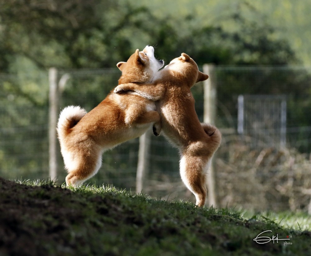 AKEMI of three love angel