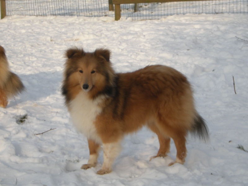 Publication : du Cèdre Enchanté Auteur : Coline Moreau