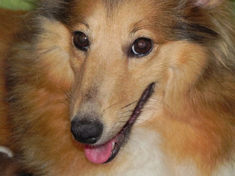 Publication : du Cèdre Enchanté Auteur : Coline Moreau