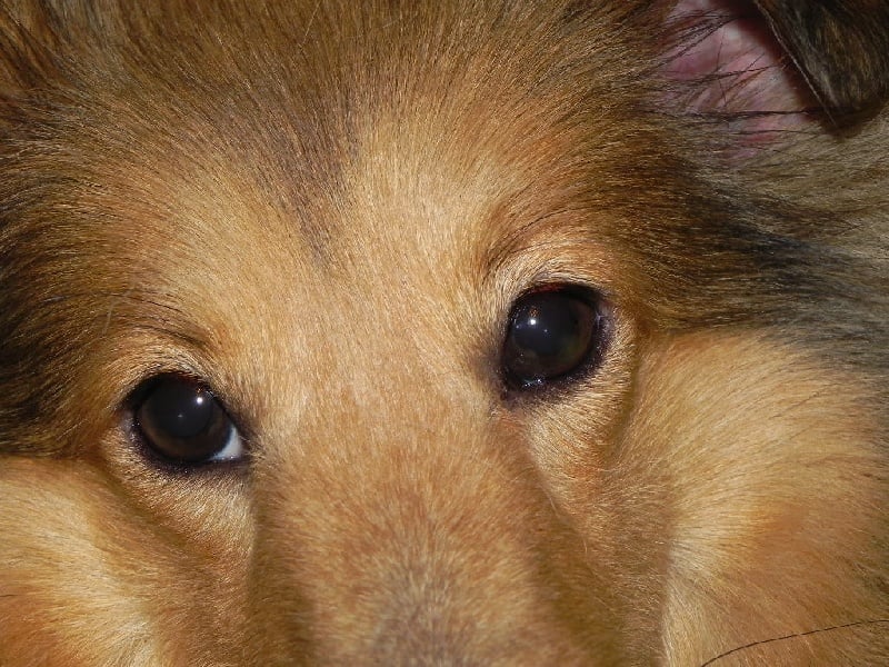 Publication : du Cèdre Enchanté Auteur : Coline Moreau