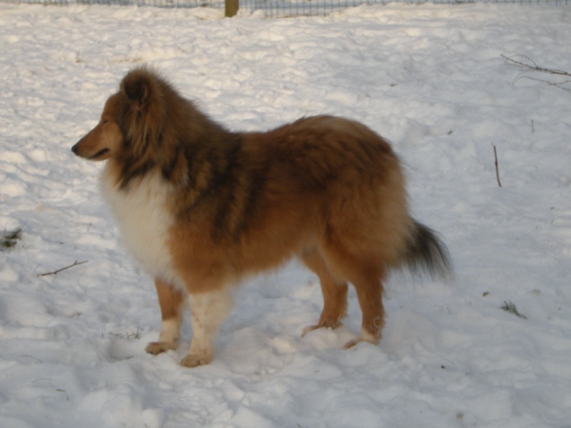 Publication : du Cèdre Enchanté Auteur : Coline Moreau