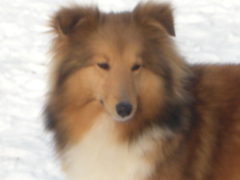 Publication : du Cèdre Enchanté Auteur : Coline Moreau