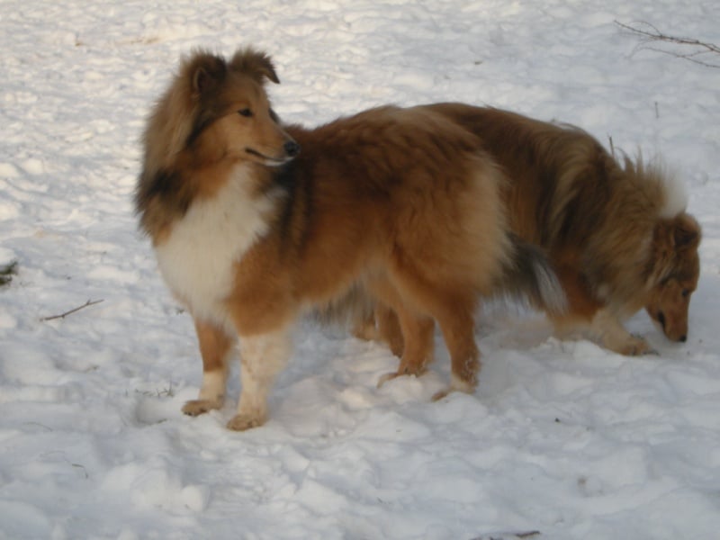 Publication : du Cèdre Enchanté Auteur : Coline Moreau