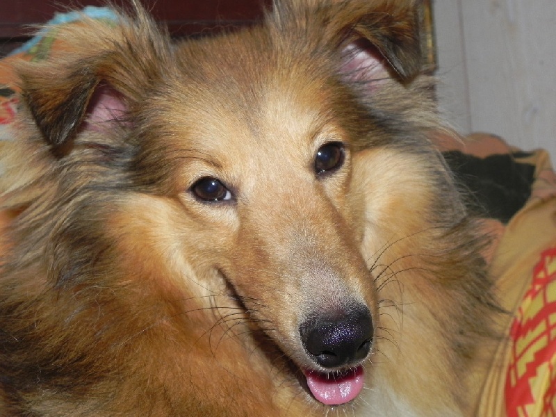 Publication : du Cèdre Enchanté Auteur : Coline Moreau