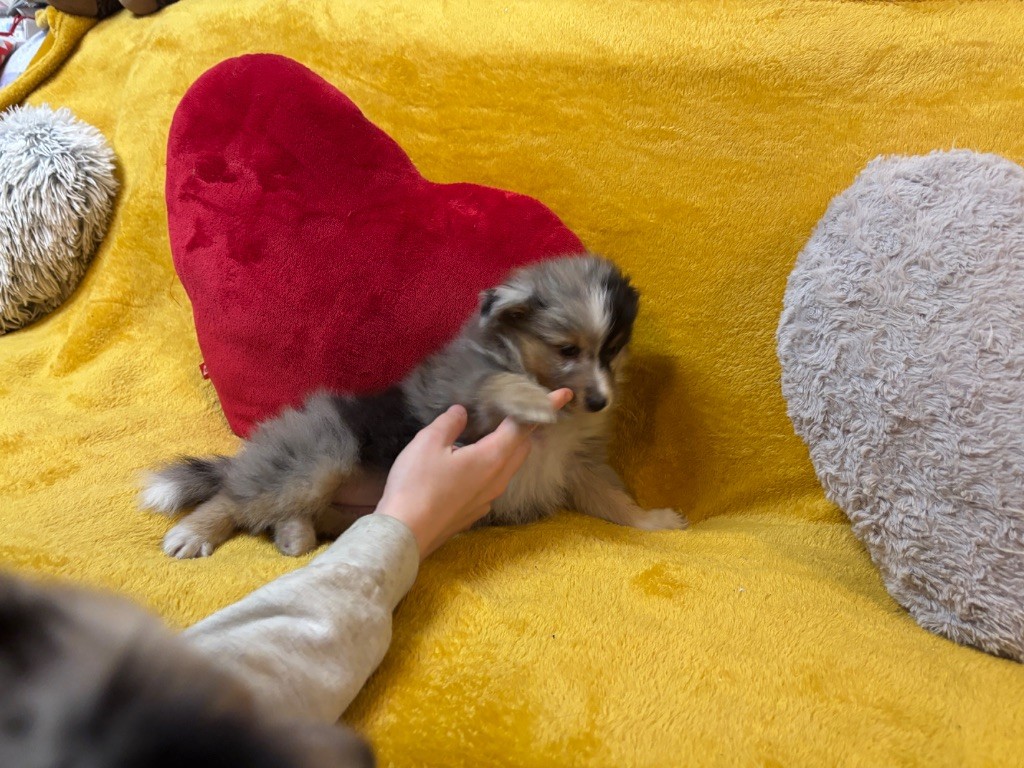 ALUNE Bleue du Cèdre Enchanté