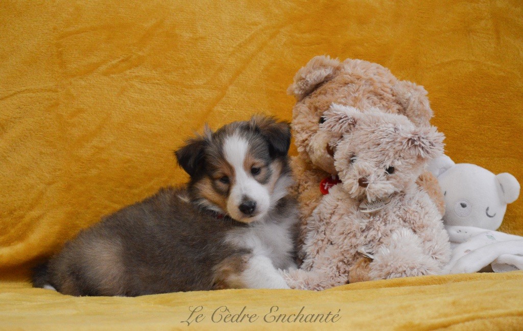 Vicki blonde du Cèdre Enchanté