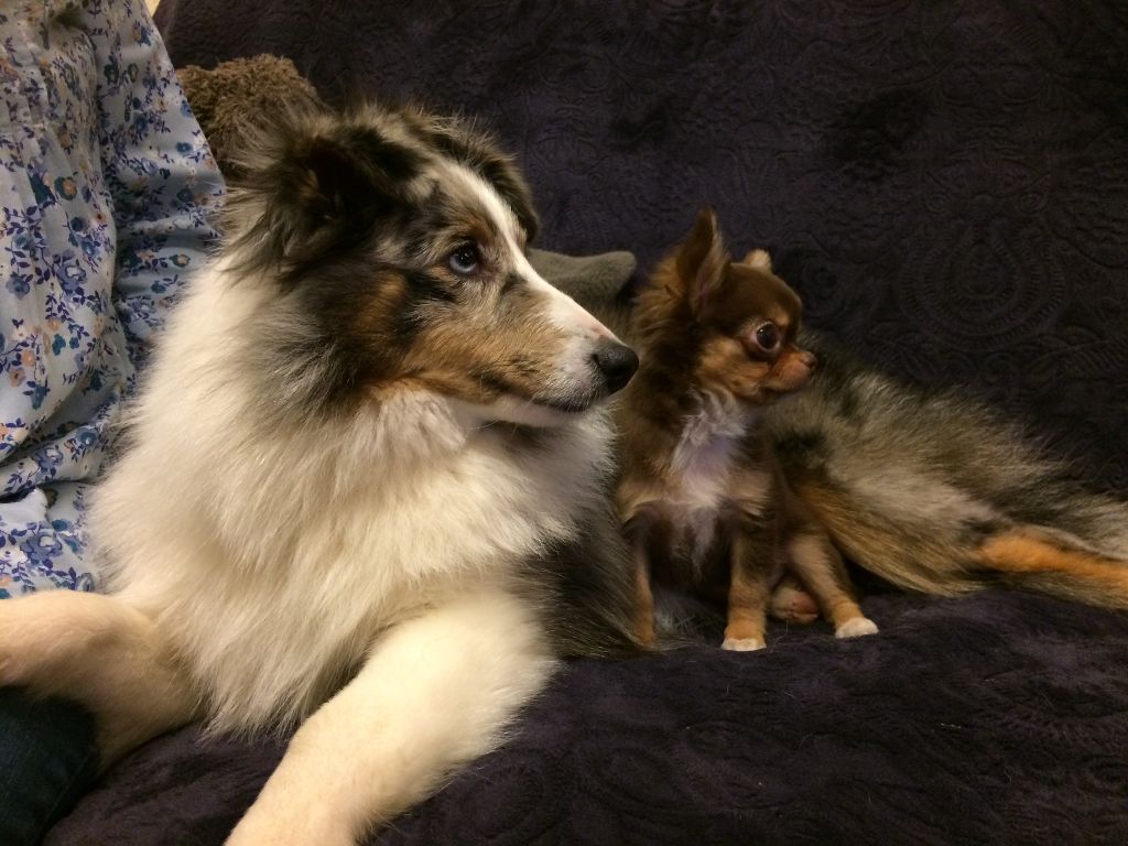 du Cèdre Enchanté - Shetland Sheepdog - Portée née le 12/05/2018