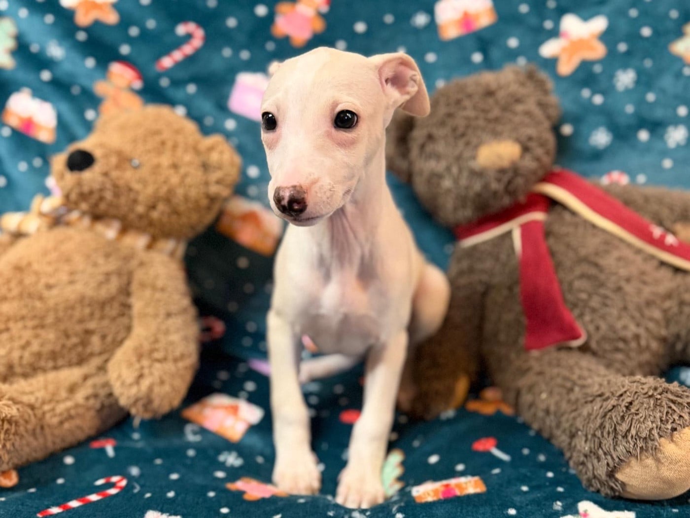 Autumn gold du Cèdre Enchanté