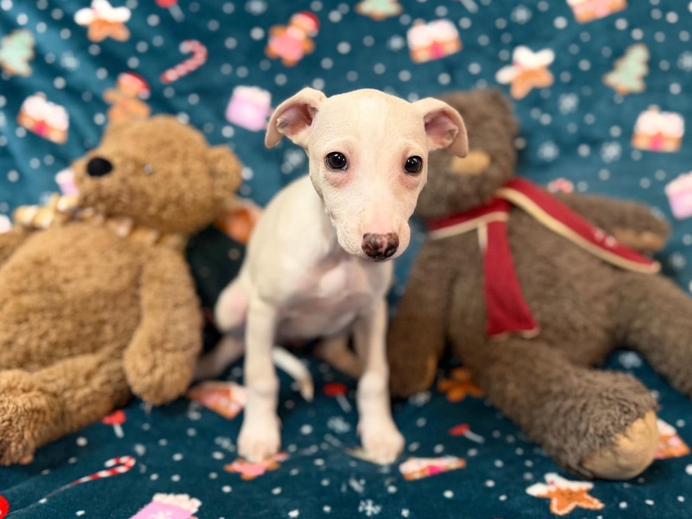 Autumn gold du Cèdre Enchanté