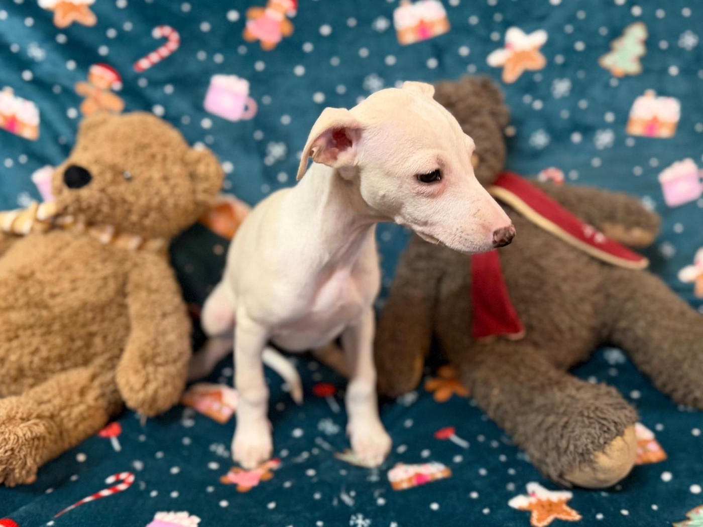 Autumn gold du Cèdre Enchanté