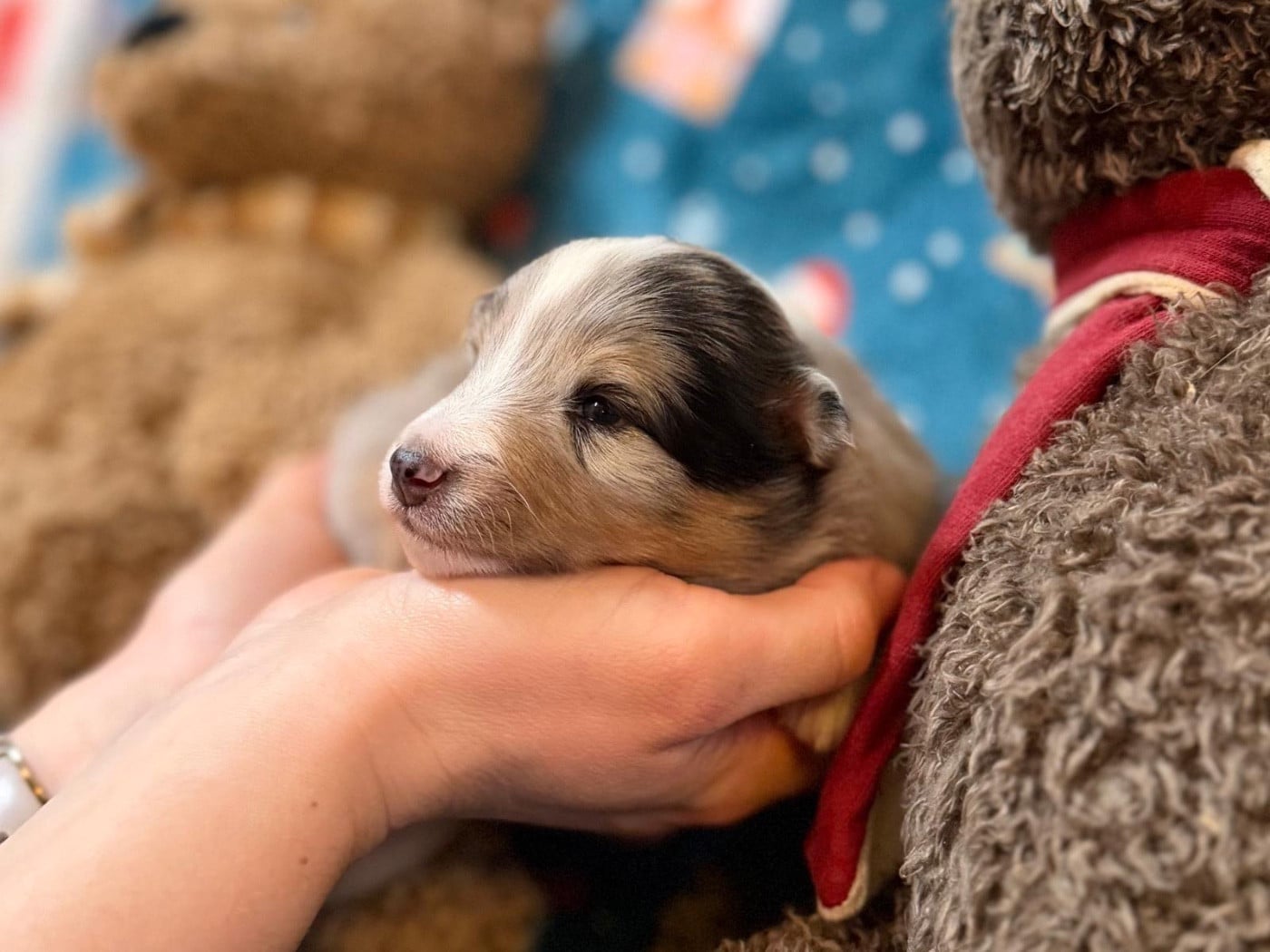 Aurore Boréale Bleue