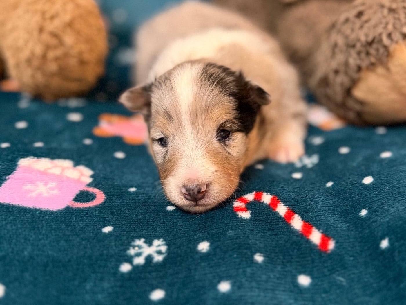 Aurore Boréale Bleue