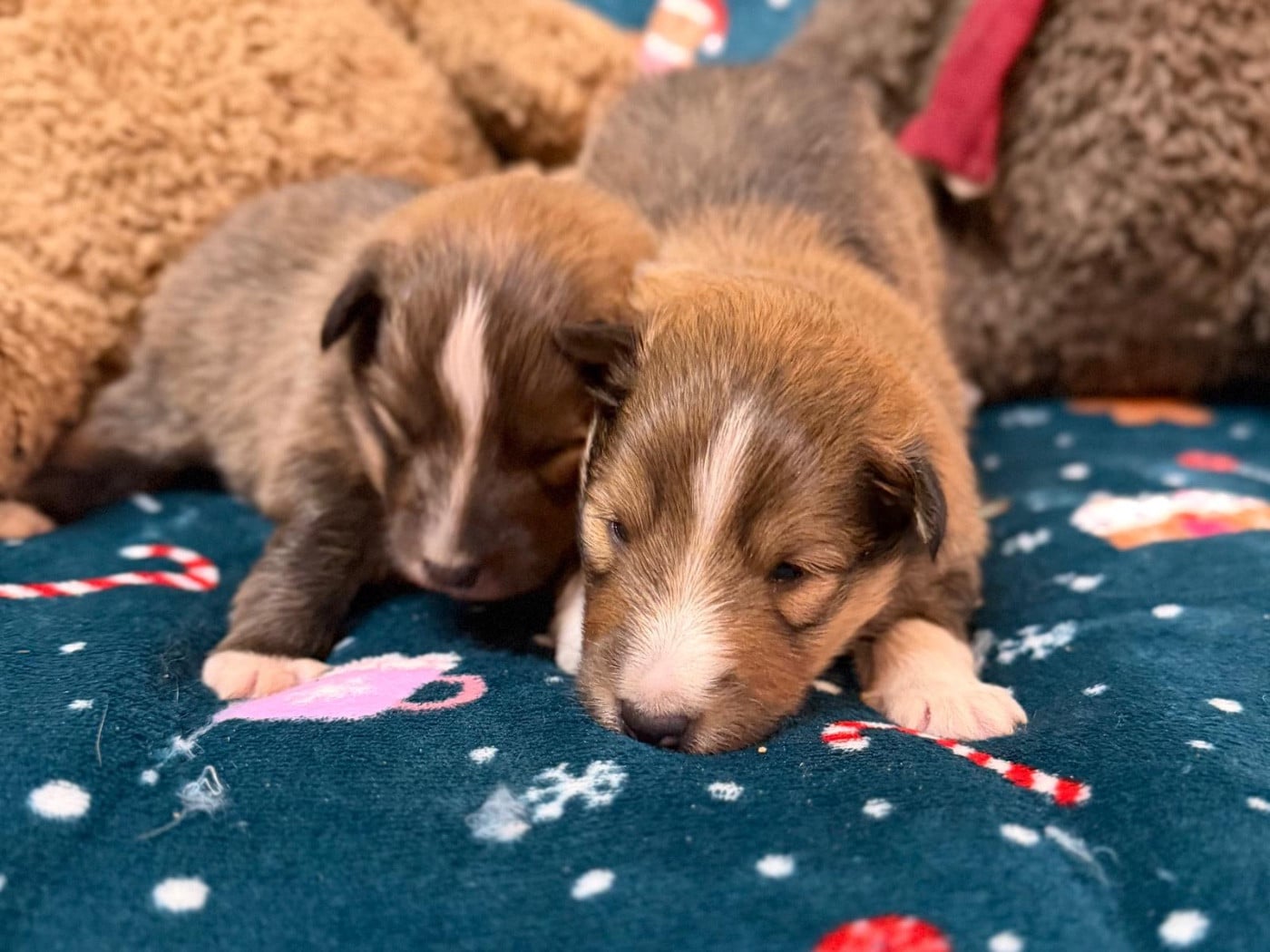 Aston Gold du Cèdre Enchanté